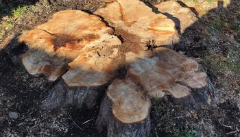 Residential Tree Services for TH Property Service, LLC in Kirkville, NY
