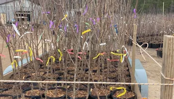 Plant Sales for S&R Landscaping and Nursery in Charlotte, NC