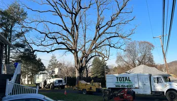 Tree Removal for Total Tree Service in Washington, NJ