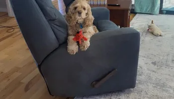 Residential Cleaning for 2 Girls & A Towel in Springfield, MO