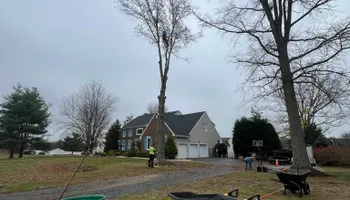 Tree Removal for Tree ReLeaf in Manalapan, NJ