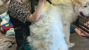 Bath for Curbside Clips Mobile Grooming in Roachdale, Indiana