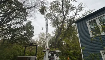 Tree Removal for Cross Family Tree Service in Kearney, MO