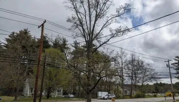Tree Removal for Leaf and Limb in Townsend, MA