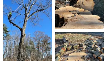 Tree Removal for Green In Green Out Tree Services in Westbrook, ME