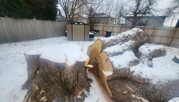Tree Removal for Canopy Tree Service in Kenosha, WI