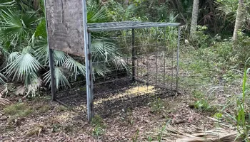 Hogs for North Brevard Wildlife Solutions in Mims, FL