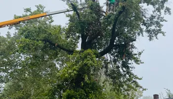 Tree Removal for Tree Life Tree Service in Wichita, KS