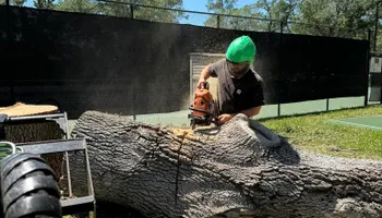 Tree Removal for Ryker's Tree Service in Dunedin, FL