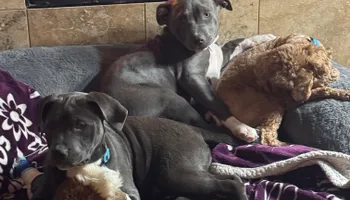 Bath for Curbside Clips Mobile Grooming in Roachdale, Indiana