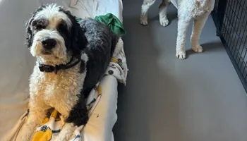 Bath for Curbside Clips Mobile Grooming in Roachdale, Indiana