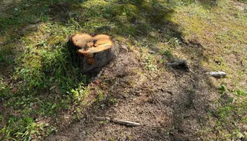 Stump Removal for Conrad's Stump Removal in Columbus, IN