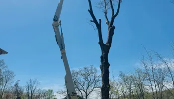 Tree Removal for Hennessey Tree & Landscape LLC in Oxford,  CT 