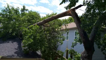 Tree Removal for Marvelous Marvin's Tree Care in Garland, TX