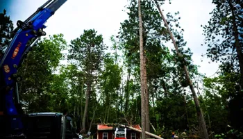 Tree Removal for Down To Earth Tree Service in Red Wing, MN