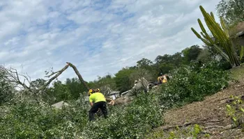 Tree Removal for Top Notch Tree Experts in Orange Park, FL