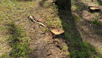 Stump Removal for Conrad's Stump Removal in Columbus, IN