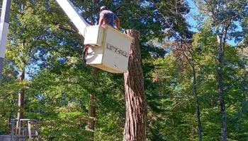 Tree Removal for The Webster Tree Service in Danville, VA