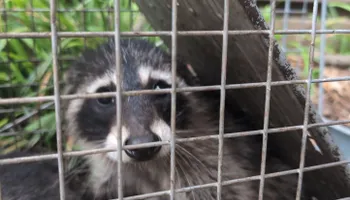 Residential Wildlife Control for Topper's Wildlife Removal in Garland, TX