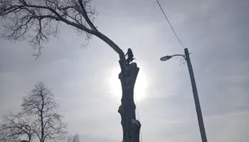 Tree Removal for Smith Tree Experts in Palmyra, VA