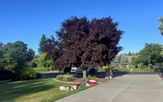 Tree Removal for Sammy's Tree Services in Sacramento, CA