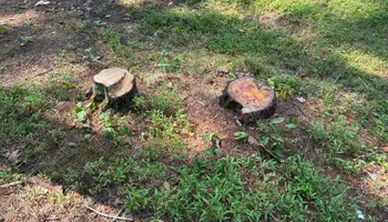 Stump Removal for Conrad's Stump Removal in Columbus, IN