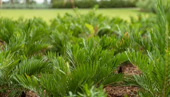 Landscaping for Arazoza Brothers Corporation in Miami, FL