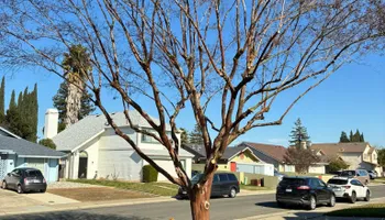Tree Removal for Sammy's Tree Services in Sacramento, CA