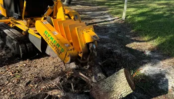 Tree Removal for Ryker's Tree Service in Dunedin, FL