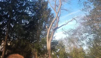 Tree Removal for Jason's Tree Service in Marlton, NJ
