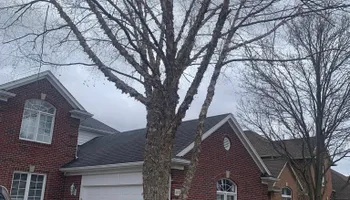 Tree Removal for Ramirez Tree Care in Pontiac, Michigan