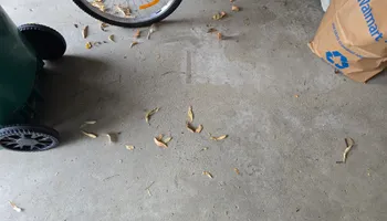 Dumpster Rentals for Newton's Junk Removal Services in Saline, MI