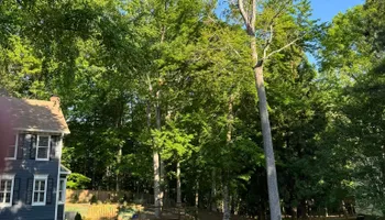 Tree Removal for Hickory Ridge Tree Service in Roxboro, NC