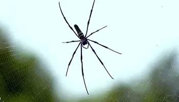 Residential Pest Control for Mr. Pest & Weed Control in Odessa, TX