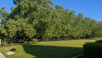 Tree Removal for Sammy's Tree Services in Sacramento, CA