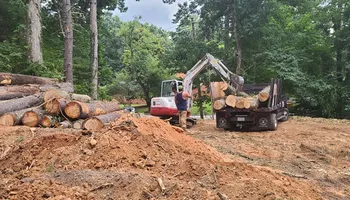 Tree Removal for Platas Tree Service  in Clyde, NC