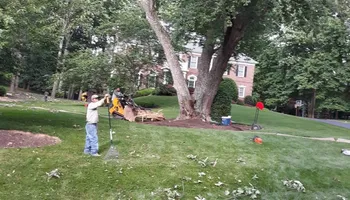 Tree Removal for Mario's Tree Service in Richmond, VA