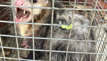 Raccoon Control for Magnolia Wildlife Solutions  in  Collierville, TN