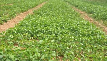 Lawn Mowing for 4 Points Lawncare LLC in Hayes, VA