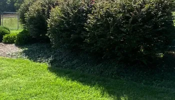 Lawn Clean Up for Healthy Roots Landscaping in Apex, NC