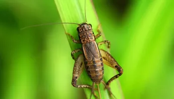 Residential Pest Control for Mr. Pest & Weed Control in Odessa, TX
