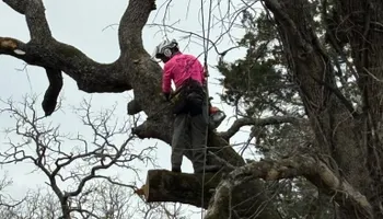 Tree Removal for Marvelous Marvin's Tree Care in Garland, TX