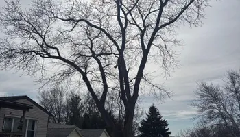Tree Removal for Fransen's Tree Service  in Freeport, IL
