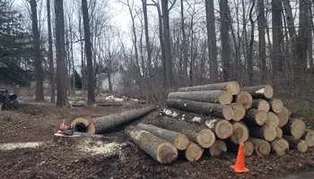 Tree Trimming & Removal for Freedom Outdoor Services in Glen Mills, PA