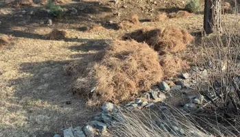 Weeding for G&B Yard Service in Ruidoso Downs, NM