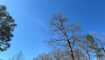 Tree Removal for SEALY TREE and LAWN in Cleveland, TN