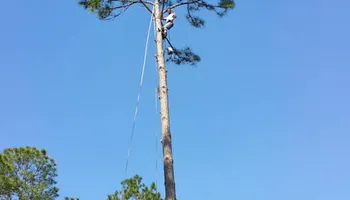 Tree Removal for Asbell's Tree & Land Services in Gilchrist County, FL