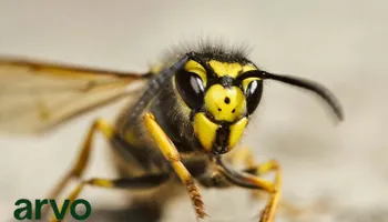 General Pest Control for Arvo Pest Control in Sandy, UT