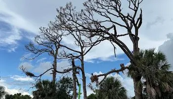 Tree Removal for Lemon Bay Tree Service  in Englewood, FL