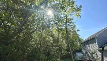 Tree Removal for Leaf and Limb in Townsend, MA